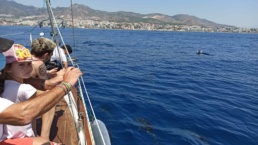 Avistamiento de delfines desde el Velero Ocean cruiser