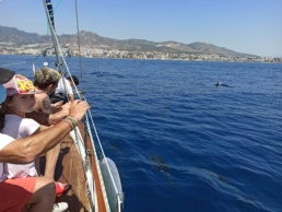 Dolphin spotting from the Ocean cruiser sailboat