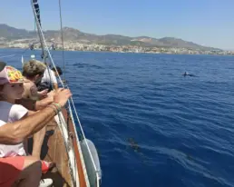 Pasajeros asomados a la borda de un velero observando delfines en el agua con la costa al fondo