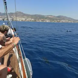 Pasajeros asomados a la borda de un velero observando delfines en el agua con la costa al fondo